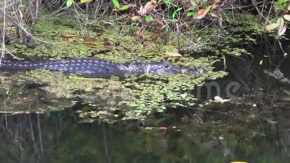 在佛罗里达大沼泽地的沼泽里游泳的鳄鱼视频的预览图