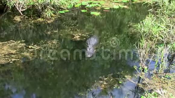 在佛罗里达的大沼泽地游泳的鳄鱼视频的预览图