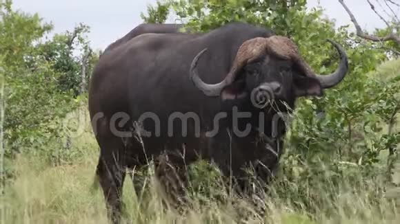 雄伟的水牛群在野外放牧和行走视频的预览图
