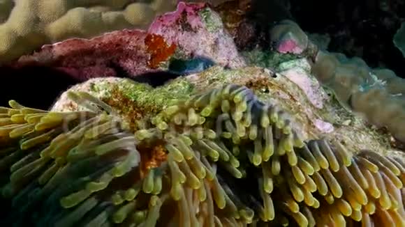 热带未漂白珊瑚礁上的小丑鱼视频的预览图