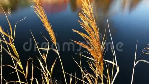 秋天的风景黄河的背景视频的预览图