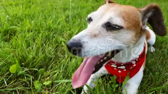 狗躺在草地上休息后一个积极的游戏厌倦了用张开的嘴沉重地呼吸录像片段视频的预览图
