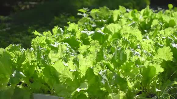 在阳光明媚的夏日在有机蔬菜园里用新鲜的绿色莴苣来收割视频的预览图