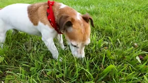 在散步的时候穿红色围巾的狗在吃草录像片段视频的预览图