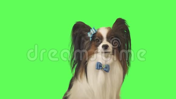 一只蓝蝴蝶结的美丽狗帕皮隆正在谈论绿色背景的股票视频视频的预览图