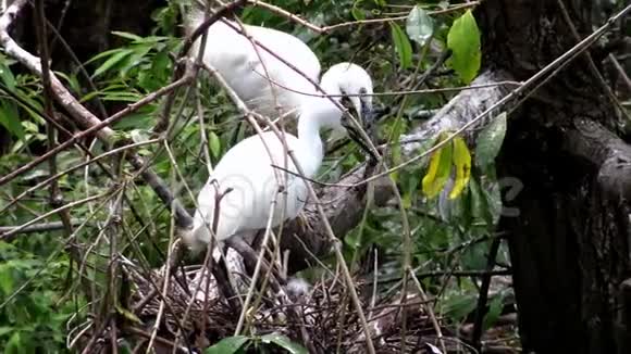 白色白鹭塔加泽塔筑巢小白鹭照顾窝和小鸡视频的预览图