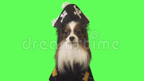 穿着海盗服装的漂亮狗狗帕皮隆正在谈论绿色背景的股票录像视频的预览图