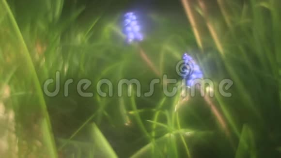 紫罗兰花在花园里绿草如茵视频的预览图
