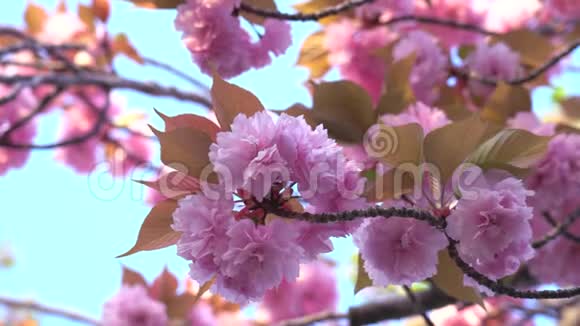 日出时盛开的双花樱花视频的预览图