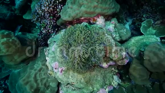 热带未漂白珊瑚礁上的小丑鱼视频的预览图