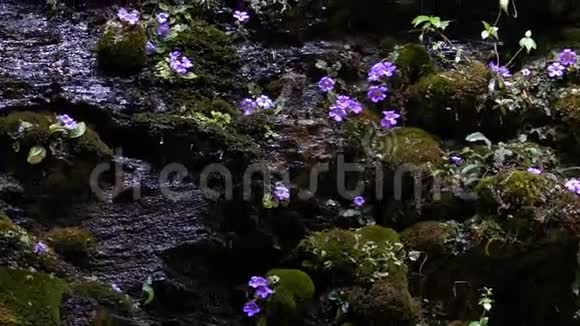 苔藓湿山森林在尼泊尔与花在喜马拉雅山探险视频的预览图