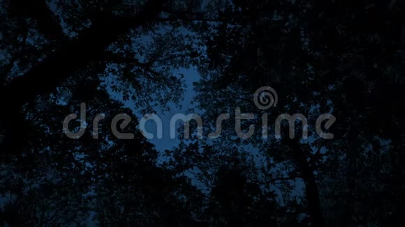 在夜晚仰望黑暗的树木视频的预览图