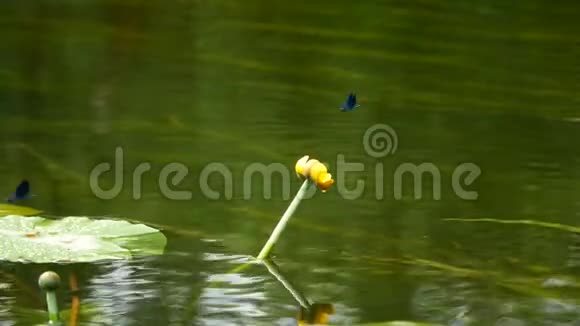 蜻蜓坐在百合上飞视频的预览图