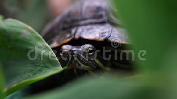 叶子里的绿海龟绿色植物和条纹乌龟在模糊的自然背景上看相机视频的预览图