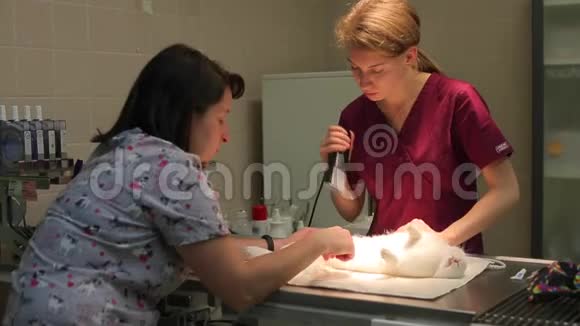 手术台上的兔子两个年轻的女人为动物做手术准备视频的预览图