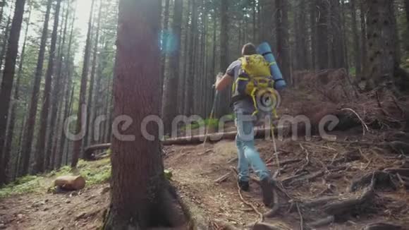 一个背着背包的旅行者在树林中上坡积极健康的生活方式视频的预览图