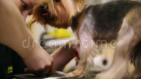 用剪刀剪小狗的头发以便展览视频的预览图