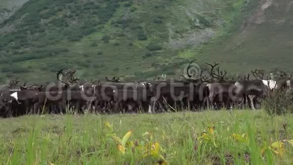 在极地Urals山麓的驯鹿放牧八月天俄罗斯视频的预览图
