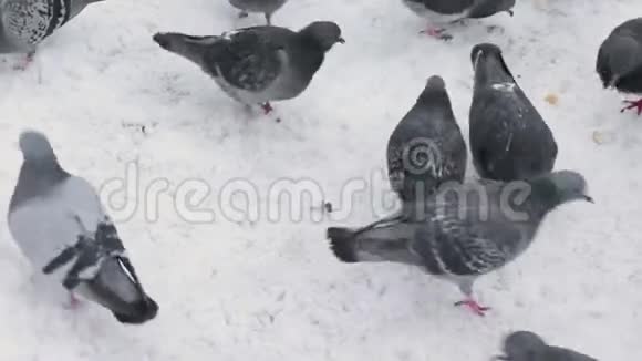 一大群鸽子在散步啄着覆盖着雪的地面在冬天寻找食物和面包视频的预览图