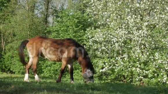 在苹果园盛开的背景下马在绿色的田野上放牧视频的预览图