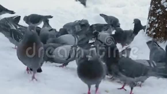 一大群鸽子在散步啄着覆盖着雪的地面在冬天寻找食物和面包视频的预览图