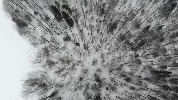 飞越雪林美丽的冬季景观空中射击4K无人机的录像视频的预览图