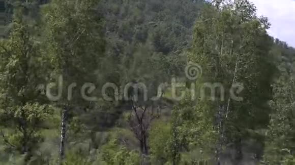 高山松林视频的预览图
