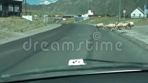 一群羊穿过山村的道路视频的预览图