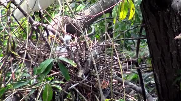 白色白鹭塔加泽塔筑巢小白鹭照顾窝和小鸡视频的预览图