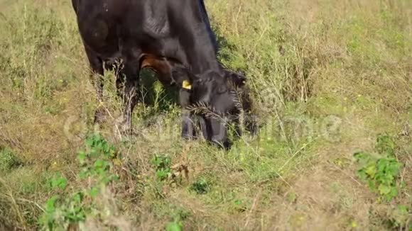 近小牛吃草在草地上放牧在农场夏天温暖的一天牧场肉类生产用牛视频的预览图