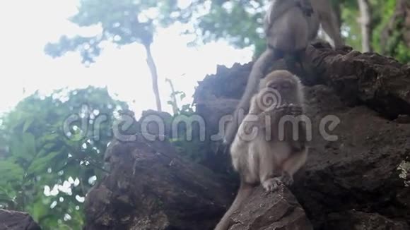很多猴子在岩石上视频的预览图