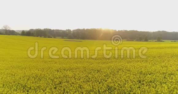 日落时油菜花在农田上的鸟瞰图视频的预览图