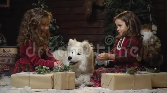 姐妹们坐在房间里手里拿着礼物怀里抱着雪而一只大狗在和他们玩耍慢慢地视频的预览图