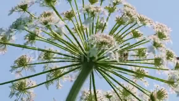 草毒植物猪草视频的预览图