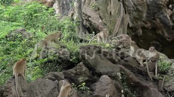 很多猴子在岩石上视频的预览图