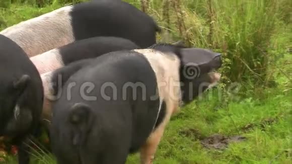 斑点猪吃苹果视频的预览图