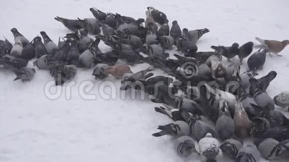 在寒冷的冬天一群鸽子在寒冷的日子里寻找食物雪慢摩户外城市视频的预览图
