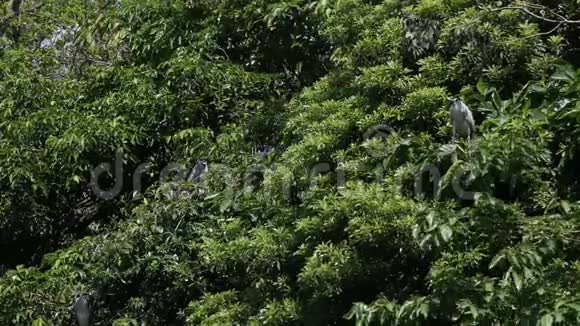 一群鸟在树上长着黑冠夜鹭视频的预览图
