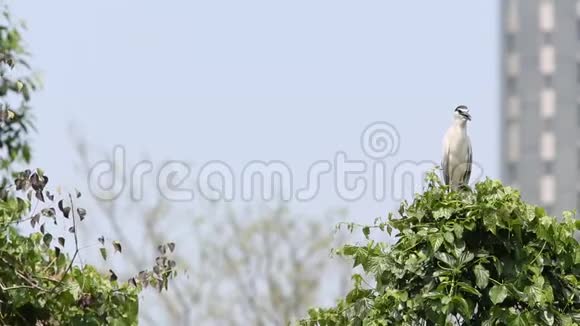 一只鸟夜鹭黑冠在树上歌唱视频的预览图