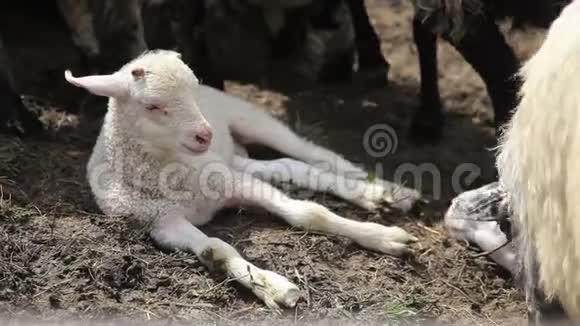 白色的羔羊躺在畜栏里视频的预览图