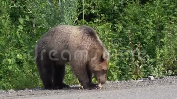 饥饿的堪察加棕熊在路上吃馅饼视频的预览图