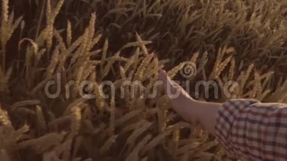 一位农民手触麦地特写镜头视频的预览图