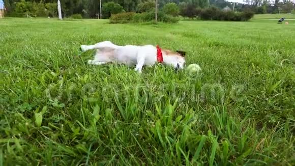 可爱的狗在草地上匍匐前进玩的宠物录像片段在外面玩得开心视频的预览图