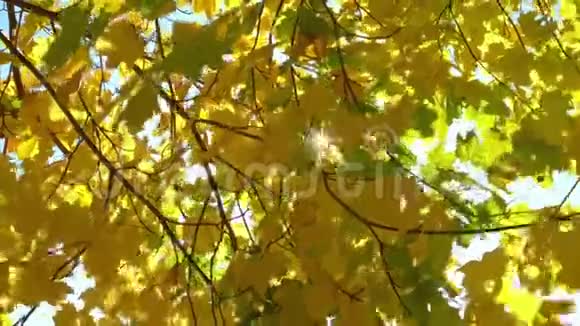 美丽的太阳透过秋天的枫叶照耀视频的预览图