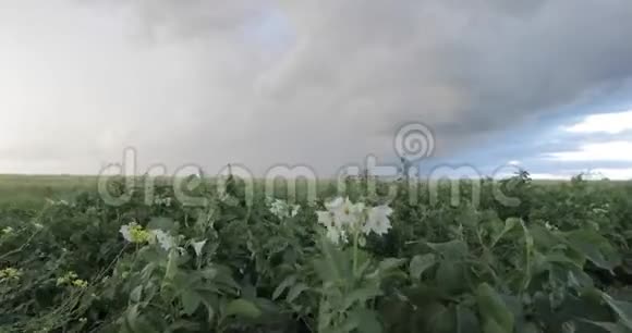 雷雨前的土豆地视频的预览图