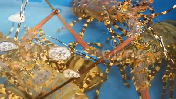 关闭宏活生龙虾在商店蓝色盆地有冰水美味的新鲜未煮熟的地中海视频的预览图