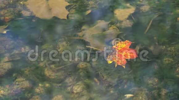 秋叶在清澈的水流中漂浮视频的预览图