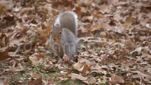 纽约中央公园的松鼠视频的预览图
