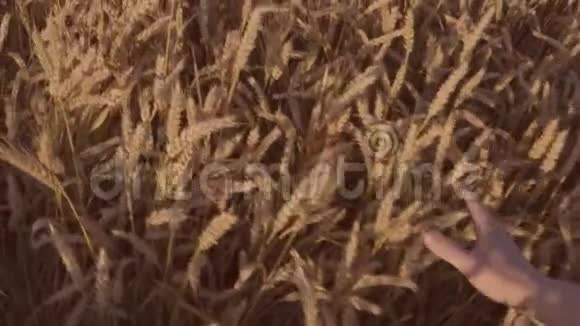 一位农民手触麦地特写镜头视频的预览图