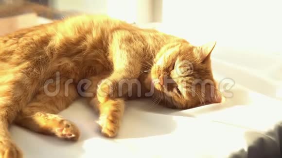一只红猫睡在阳光的白色窗台上视频的预览图